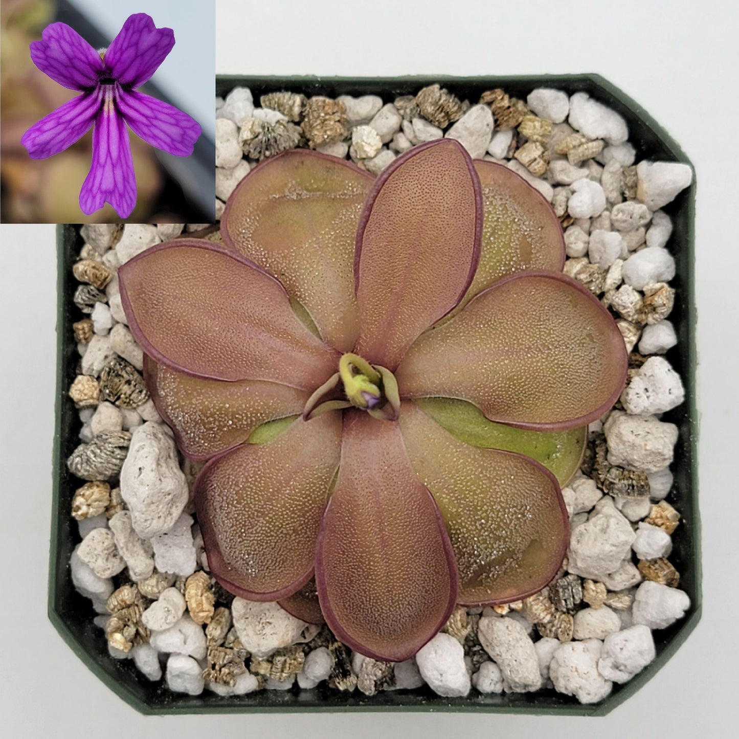 Pinguicula emarginata x hemiepiphytica – Rare Hybrid Carnivorous Butterwort | Live Plant