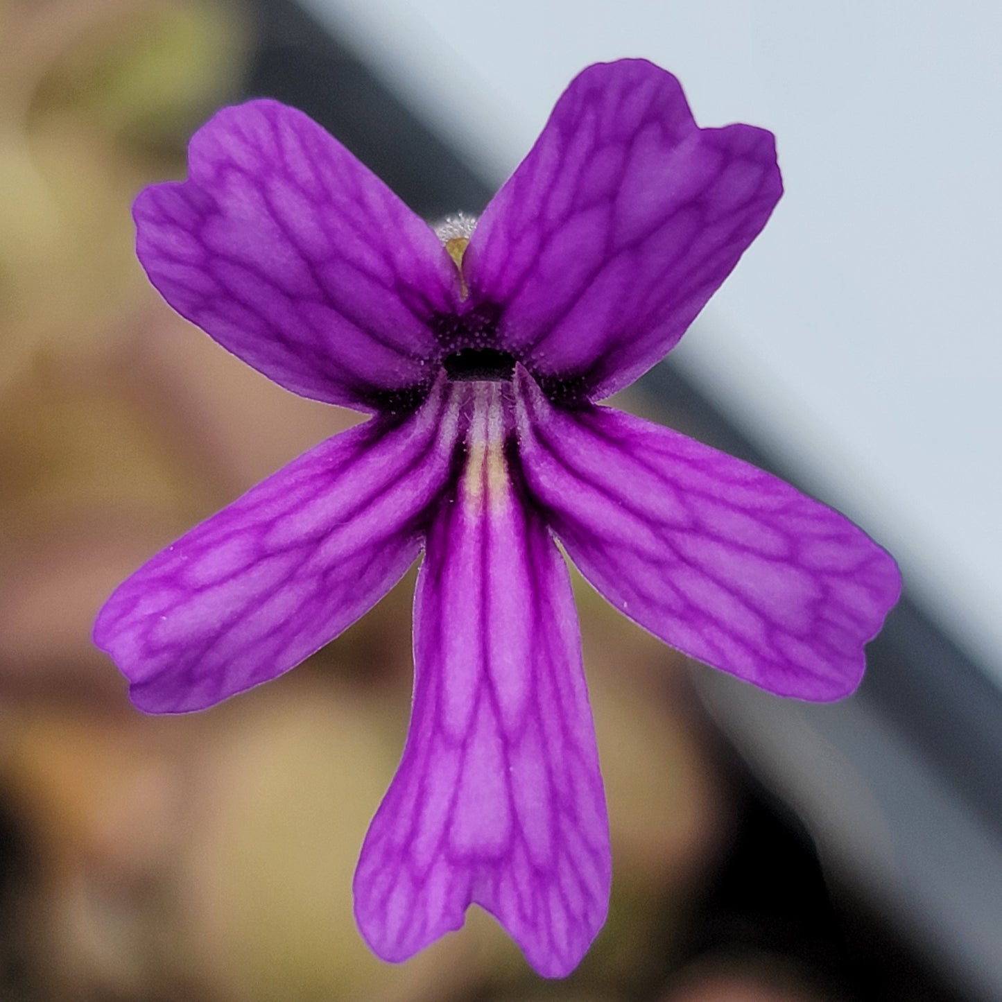 Pinguicula emarginata x hemiepiphytica – Rare Hybrid Carnivorous Butterwort | Live Plant