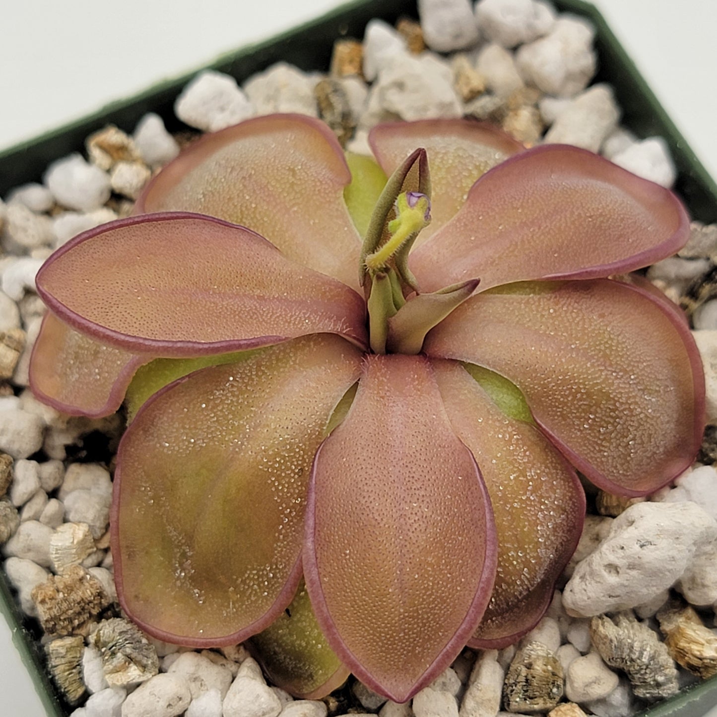 Pinguicula emarginata x hemiepiphytica – Rare Hybrid Carnivorous Butterwort | Live Plant