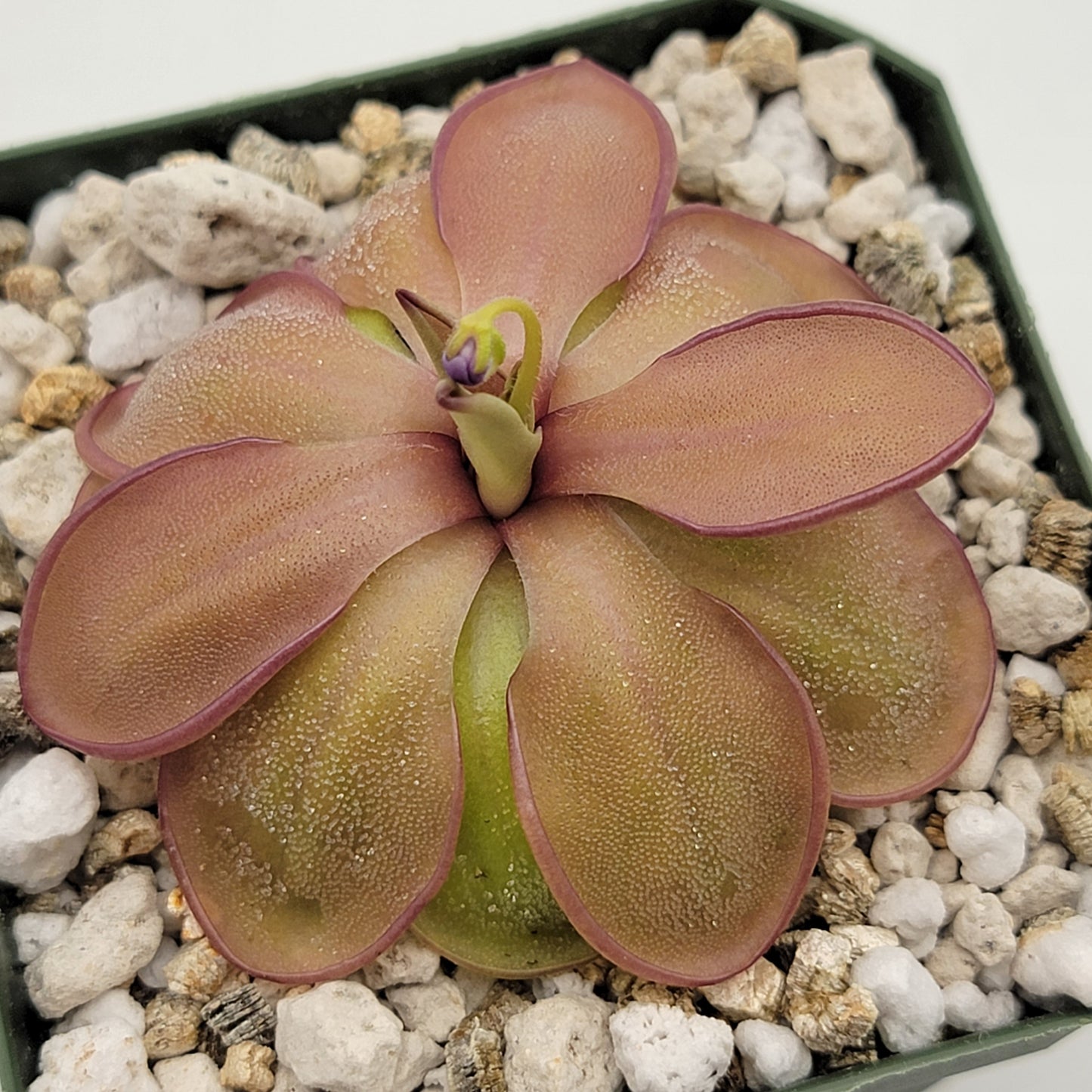 Pinguicula emarginata x hemiepiphytica – Rare Hybrid Carnivorous Butterwort | Live Plant