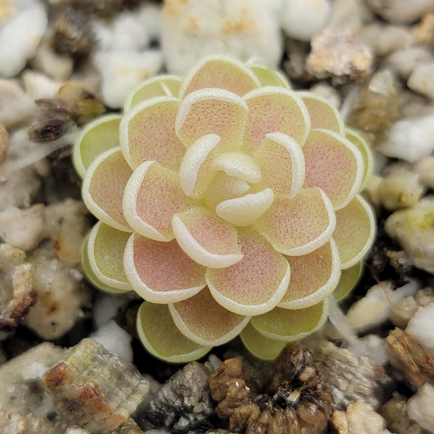 Pinguicula esseriana – Rare Mexican Carnivorous Butterwort | Live Plant
