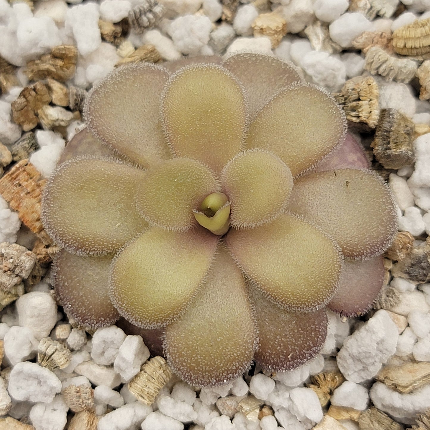 Pinguicula gigantea red x cyclosecta – Rare Hybrid Carnivorous Butterwort | Live Plant