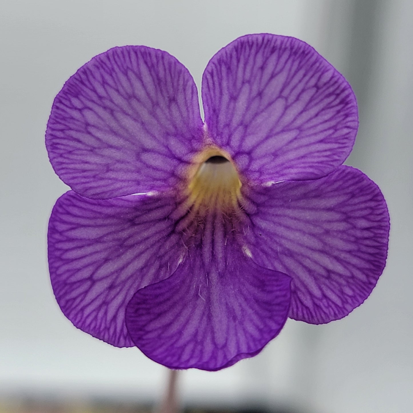 Pinguicula gigantea red x cyclosecta – Rare Hybrid Carnivorous Butterwort | Live Plant