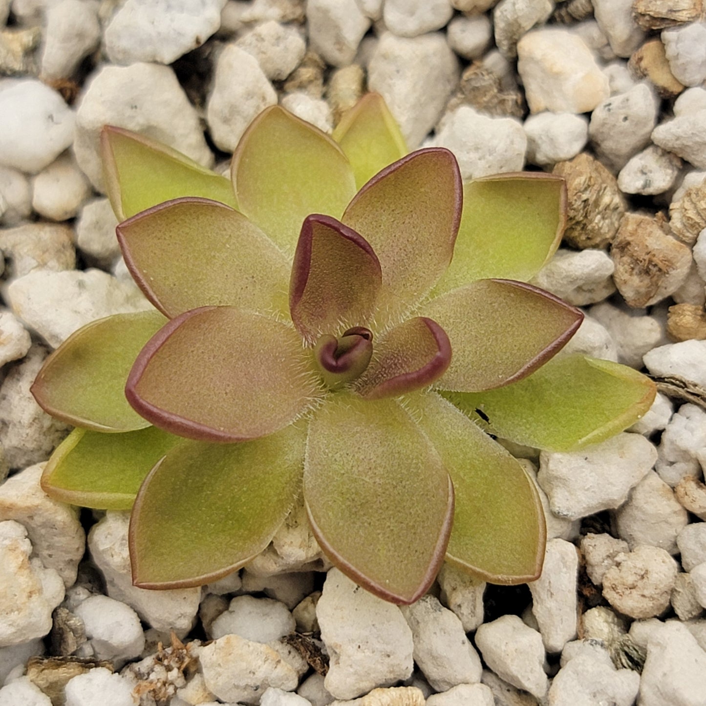 Pinguicula gracilis x laueana – Rare Hybrid Carnivorous Butterwort | Live Plant