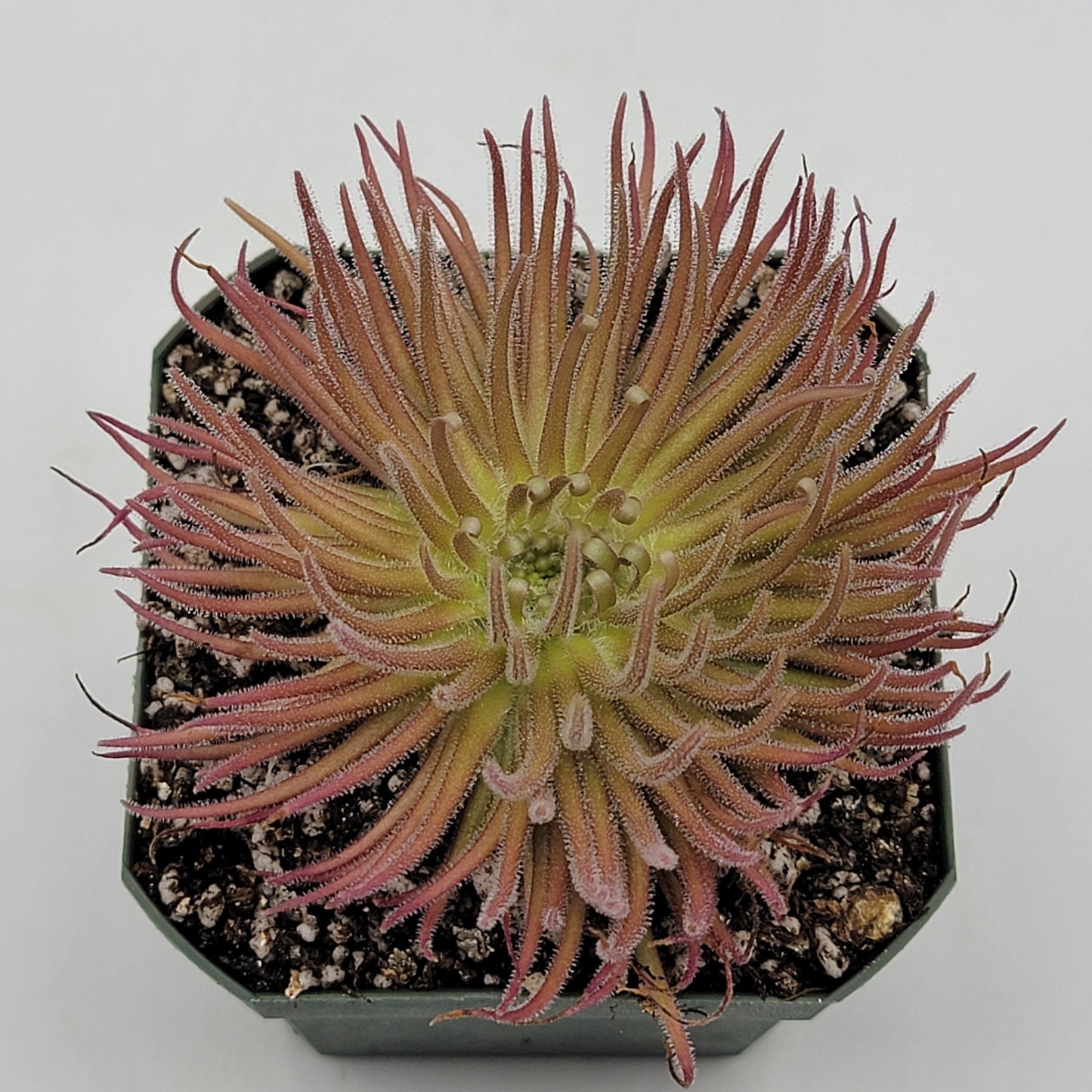 Pinguicula gypsicola {Buena Vista, San Luis Potosí} – Rare Mexican Carnivorous Butterwort | Live Plant
