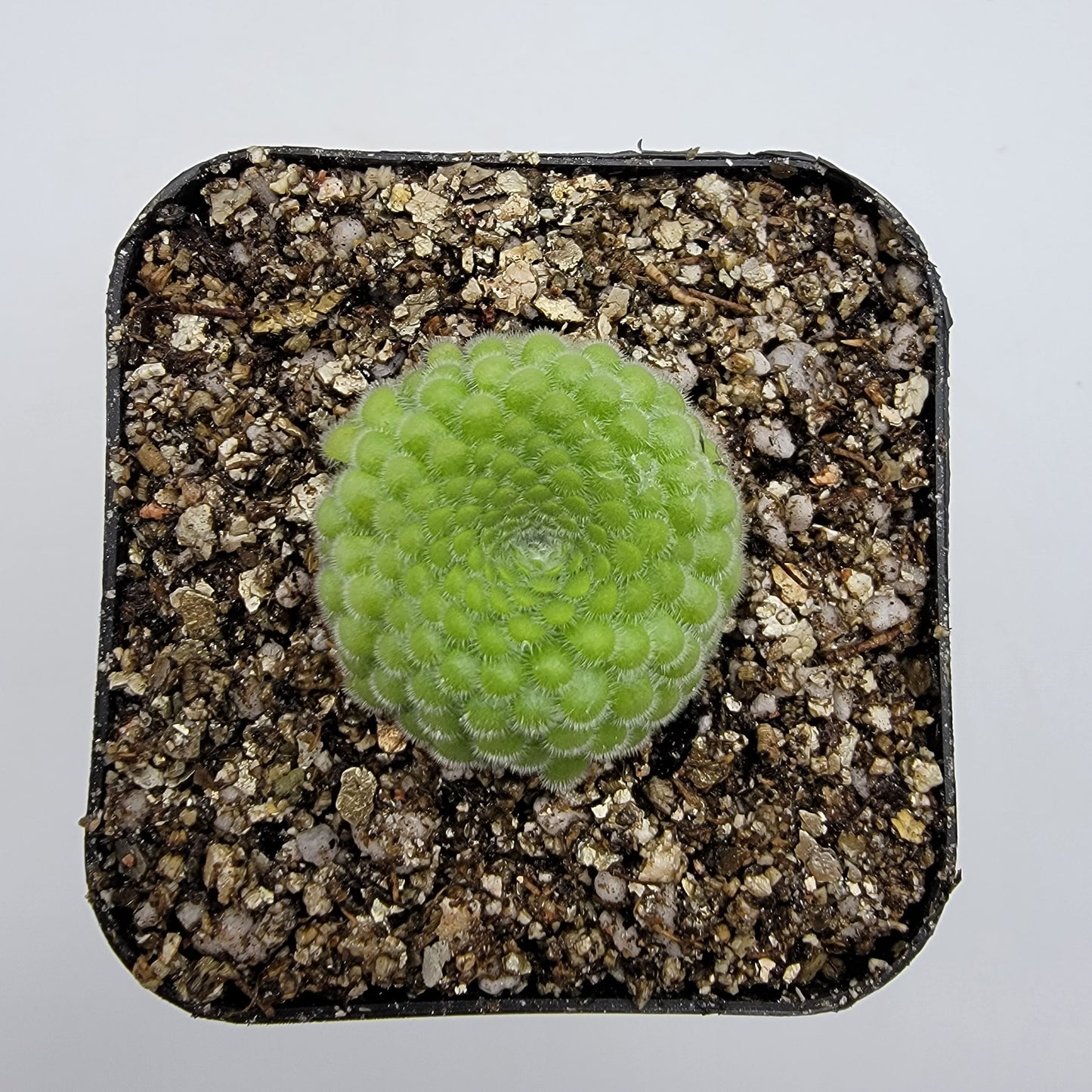 Pinguicula gypsicola {Buena Vista, San Luis Potosí} – Rare Mexican Carnivorous Butterwort | Live Plant