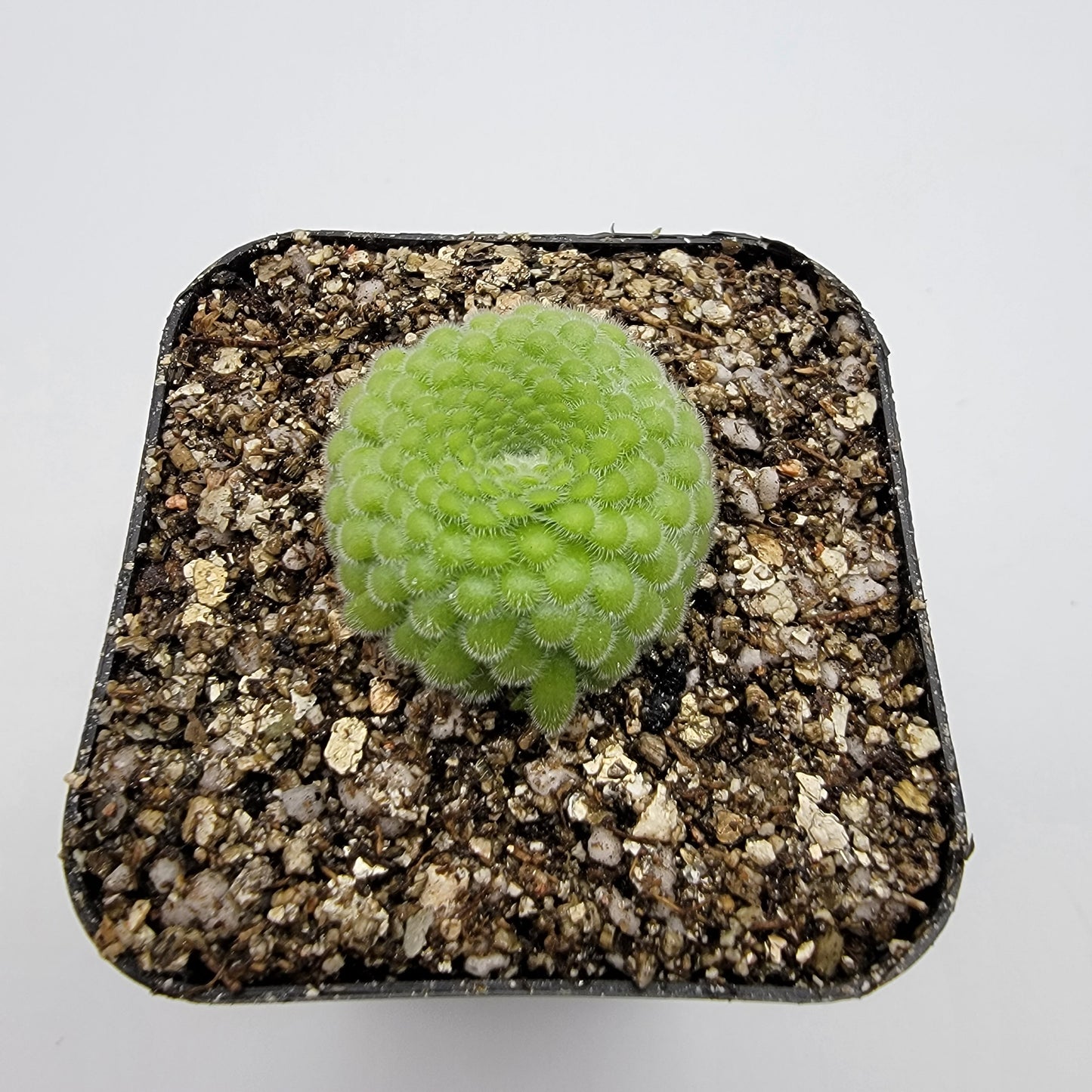 Pinguicula gypsicola {Buena Vista, San Luis Potosí} – Rare Mexican Carnivorous Butterwort | Live Plant