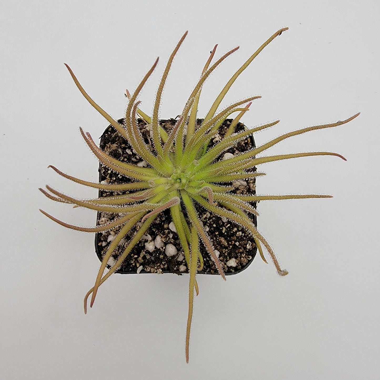 Pinguicula gypsicola {Buena Vista, San Luis Potosí} – Rare Mexican Carnivorous Butterwort | Live Plant
