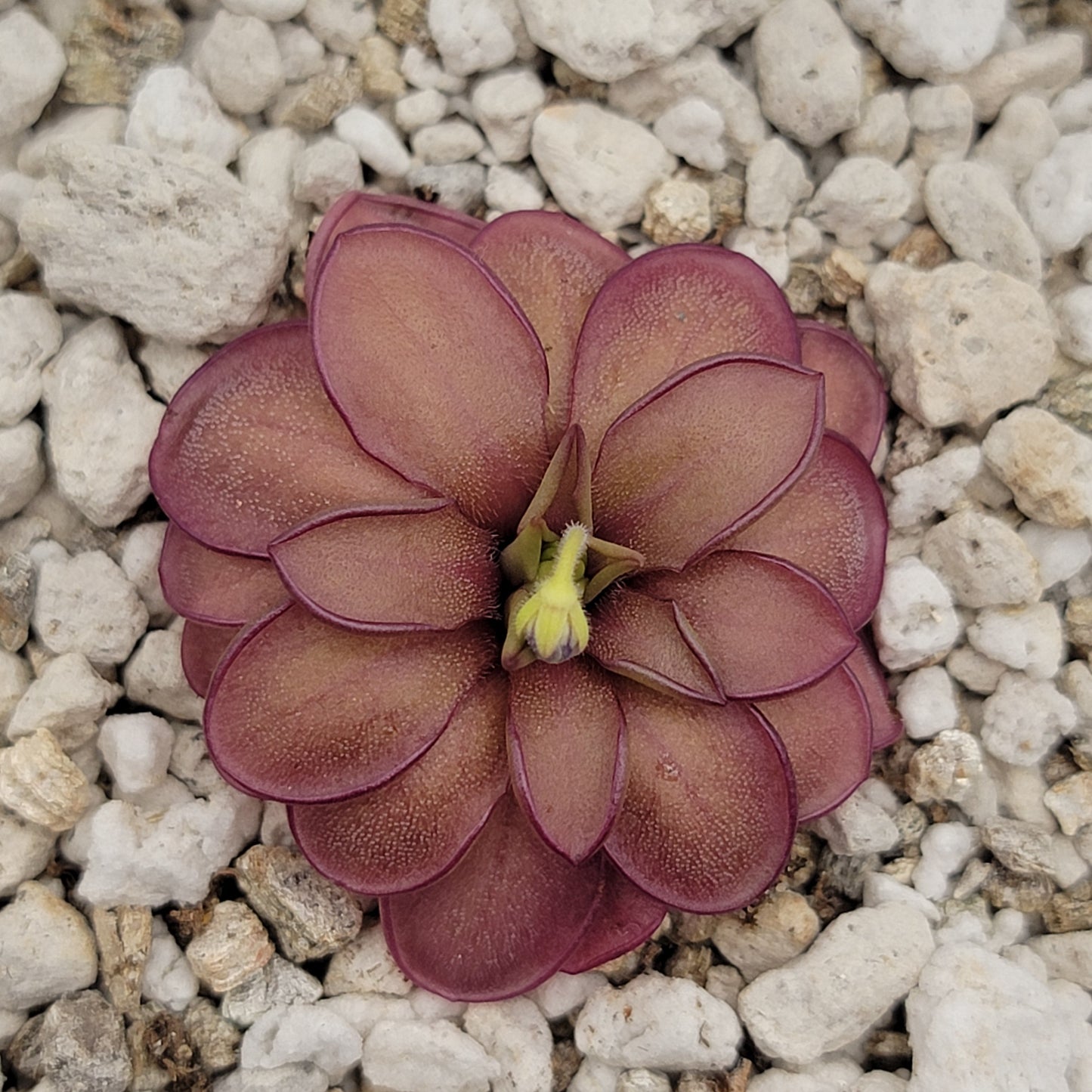 Pinguicula laueana CP2 x emarginata Butterwort – Rare Carnivorous Plant | Live Houseplant