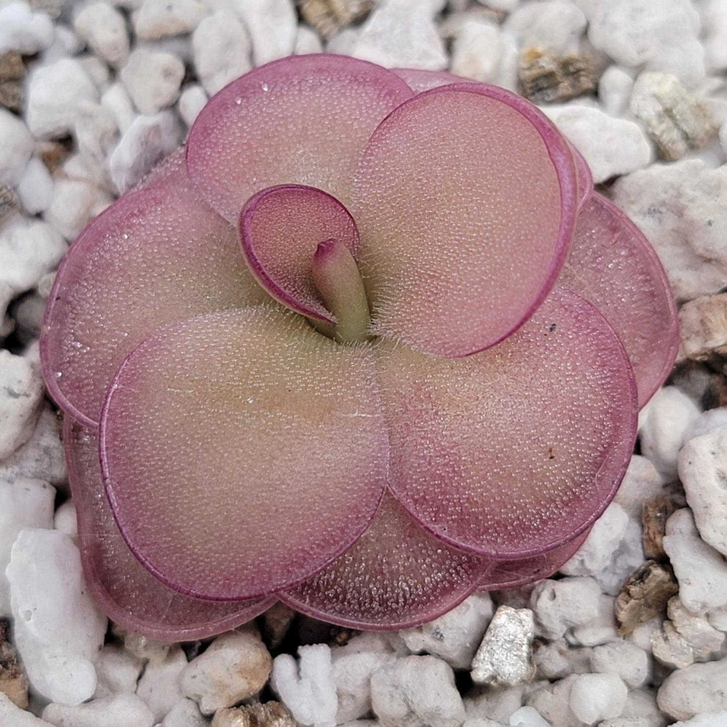 Pinguicula laueana x 'Huahuapan' (Red Clone) – Carnivorous Butterwort Hybrid | Live Plant
