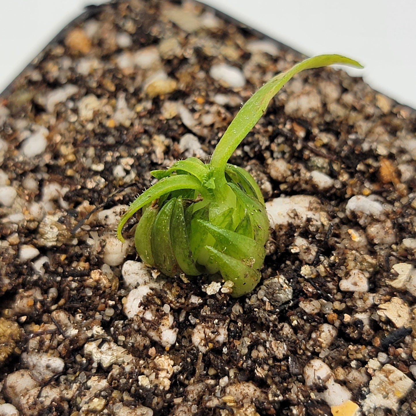 Pinguicula medusina – Rare Carnivorous Butterwort | Oaxaca Mexico Native Live Plant