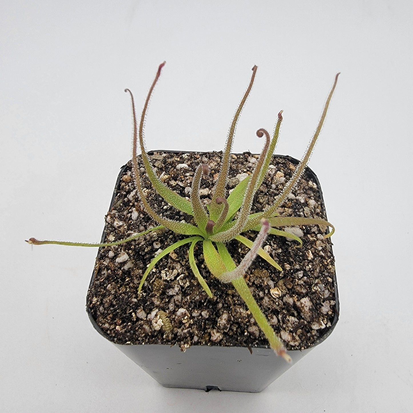 Pinguicula medusina – Rare Carnivorous Butterwort | Oaxaca Mexico Native Live Plant