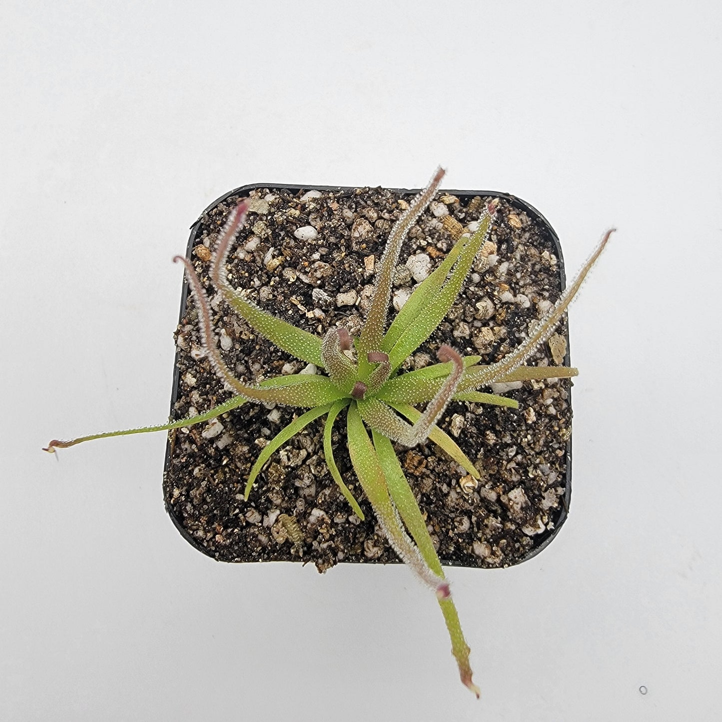 Pinguicula medusina – Rare Carnivorous Butterwort | Oaxaca Mexico Native Live Plant