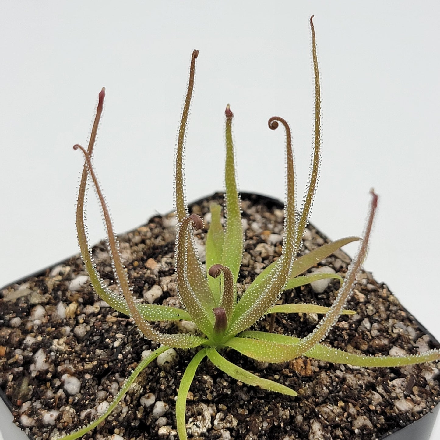 Pinguicula medusina – Rare Carnivorous Butterwort | Oaxaca Mexico Native Live Plant