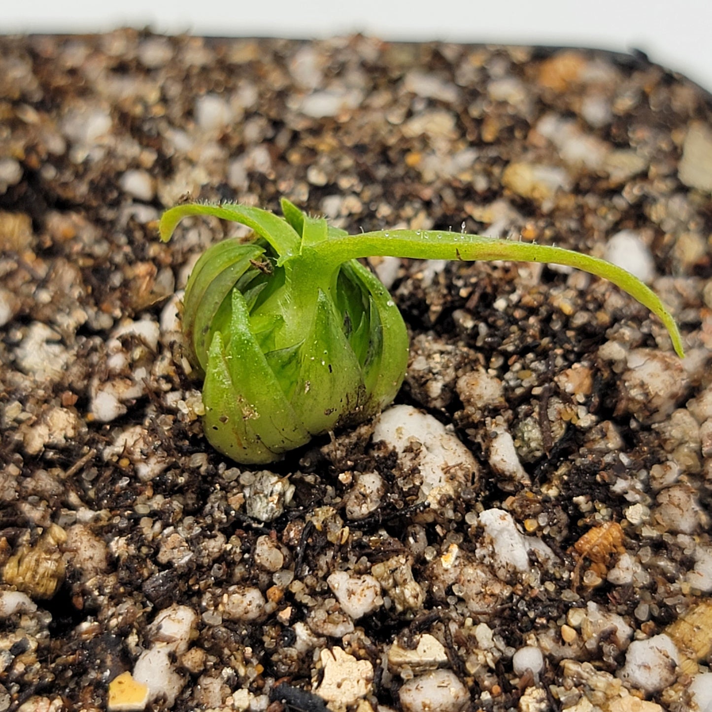 Pinguicula medusina – Rare Carnivorous Butterwort | Oaxaca Mexico Native Live Plant