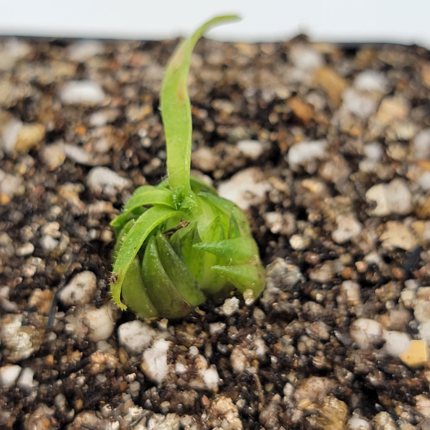 Pinguicula medusina – Rare Carnivorous Butterwort | Oaxaca Mexico Native Live Plant