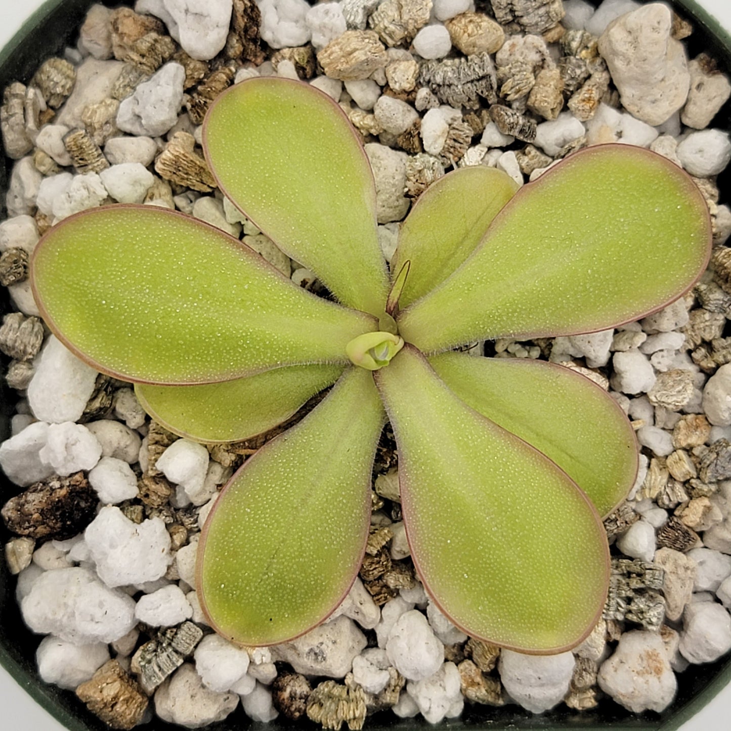 Pinguicula moranensis var. alba x emarginata – Rare Hybrid Carnivorous Butterwort | Live Plant
