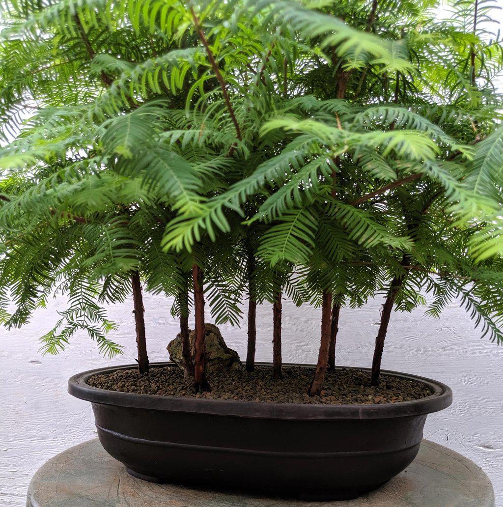 7 Tree Redwood Forest Bonsai Tree Forest