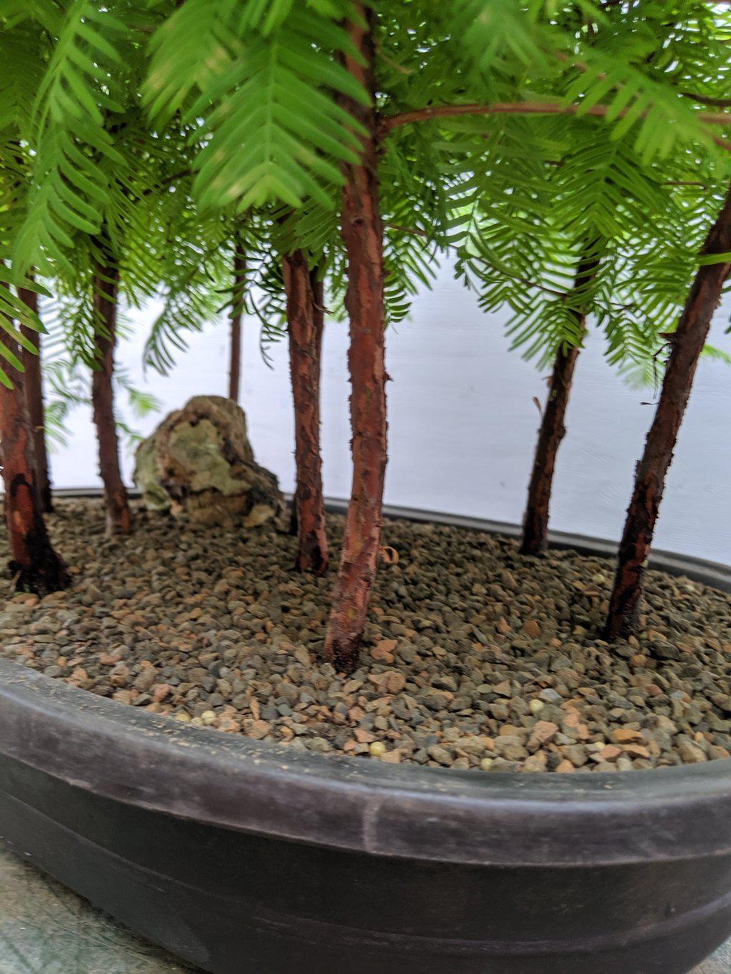 7 Tree Redwood Forest Bonsai Tree Forest