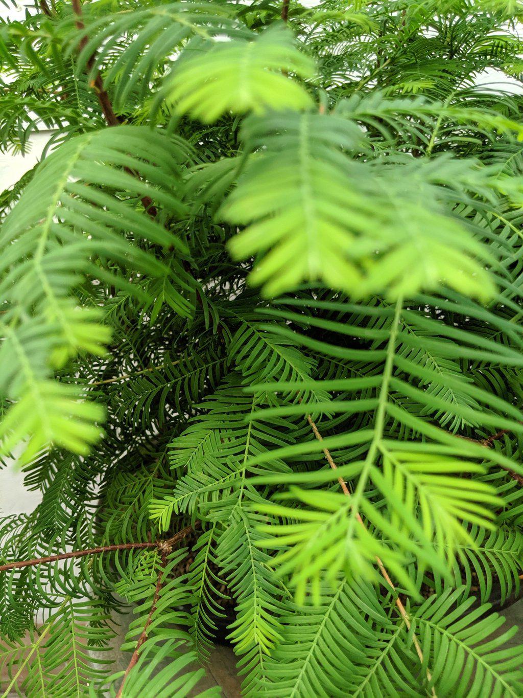 7 Tree Redwood Forest Bonsai Tree Forest