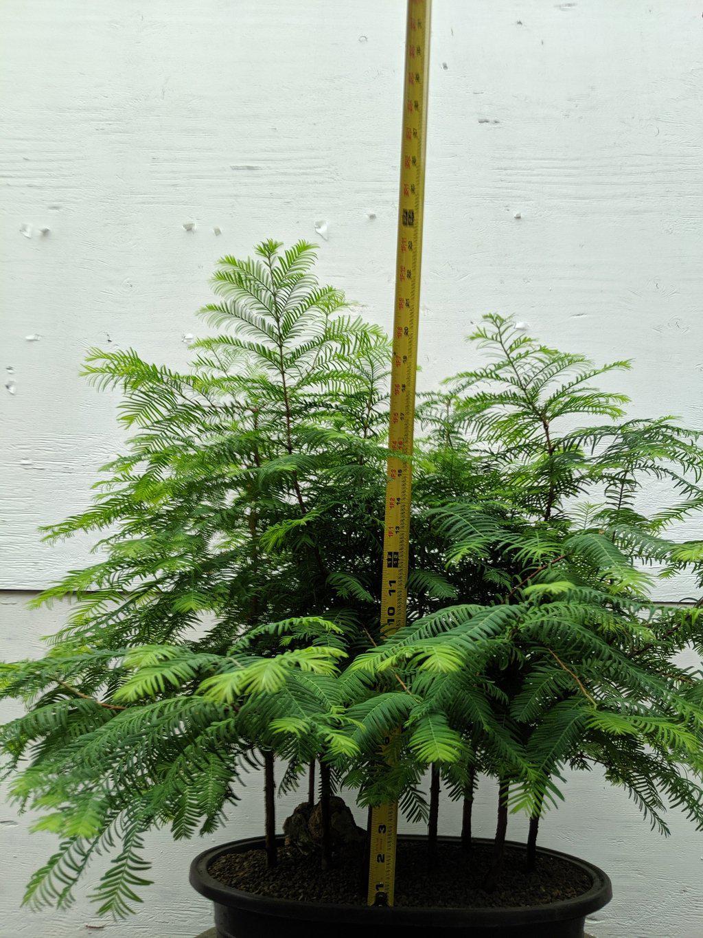 7 Tree Redwood Forest Bonsai Tree Forest