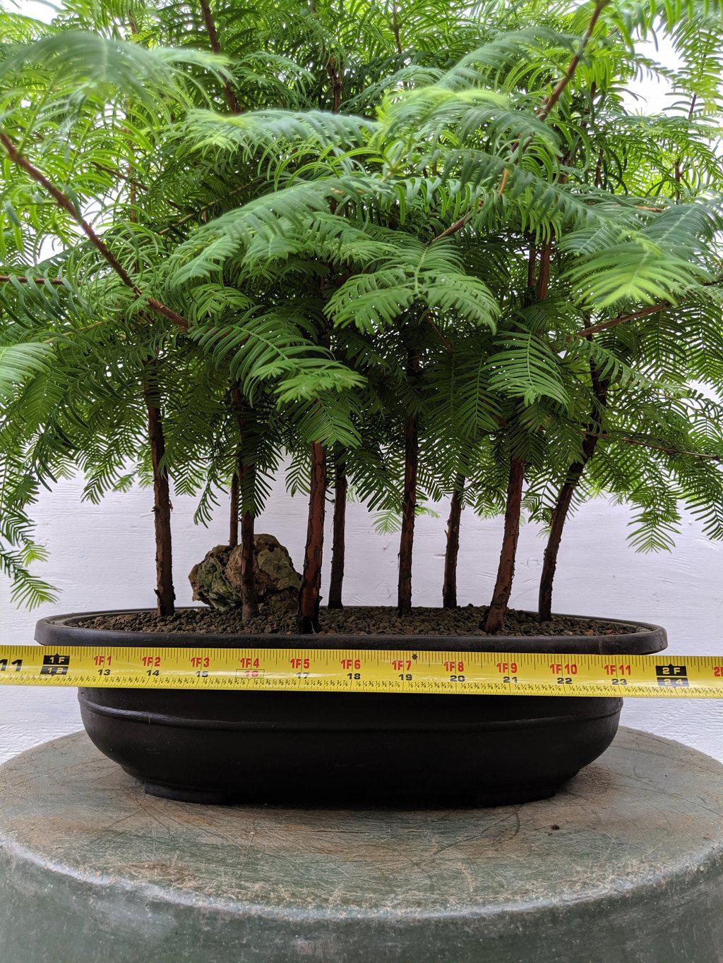 7 Tree Redwood Forest Bonsai Tree Forest