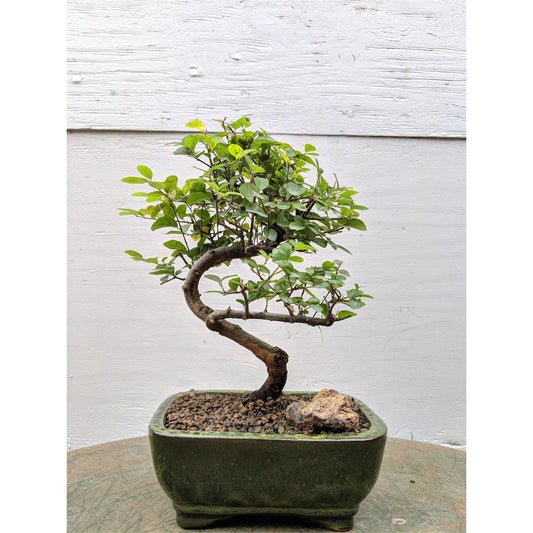 Sweet Plum Bonsai Tree – Curved Trunk Style, Indoor Flowering Bonsai (8 Years Old, 10–12” Tall)