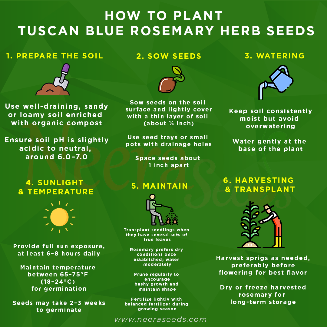 Tuscan Blue Rosemary Herb Seeds – Heirloom, Non-GMO, High Germination Organic Garden Seeds for Planting