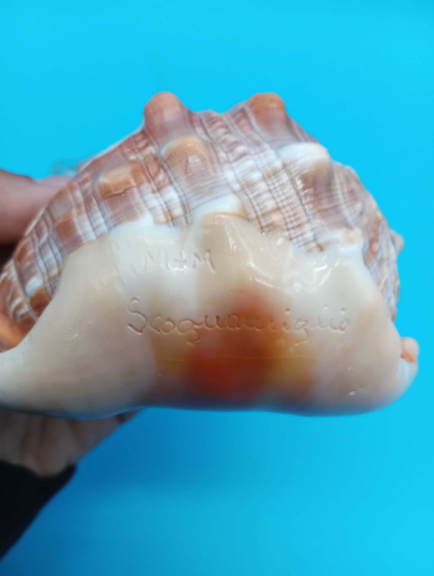 Signed Carved Cameo Three Grace Graces Shell 4.4" - Cassis Cornuta