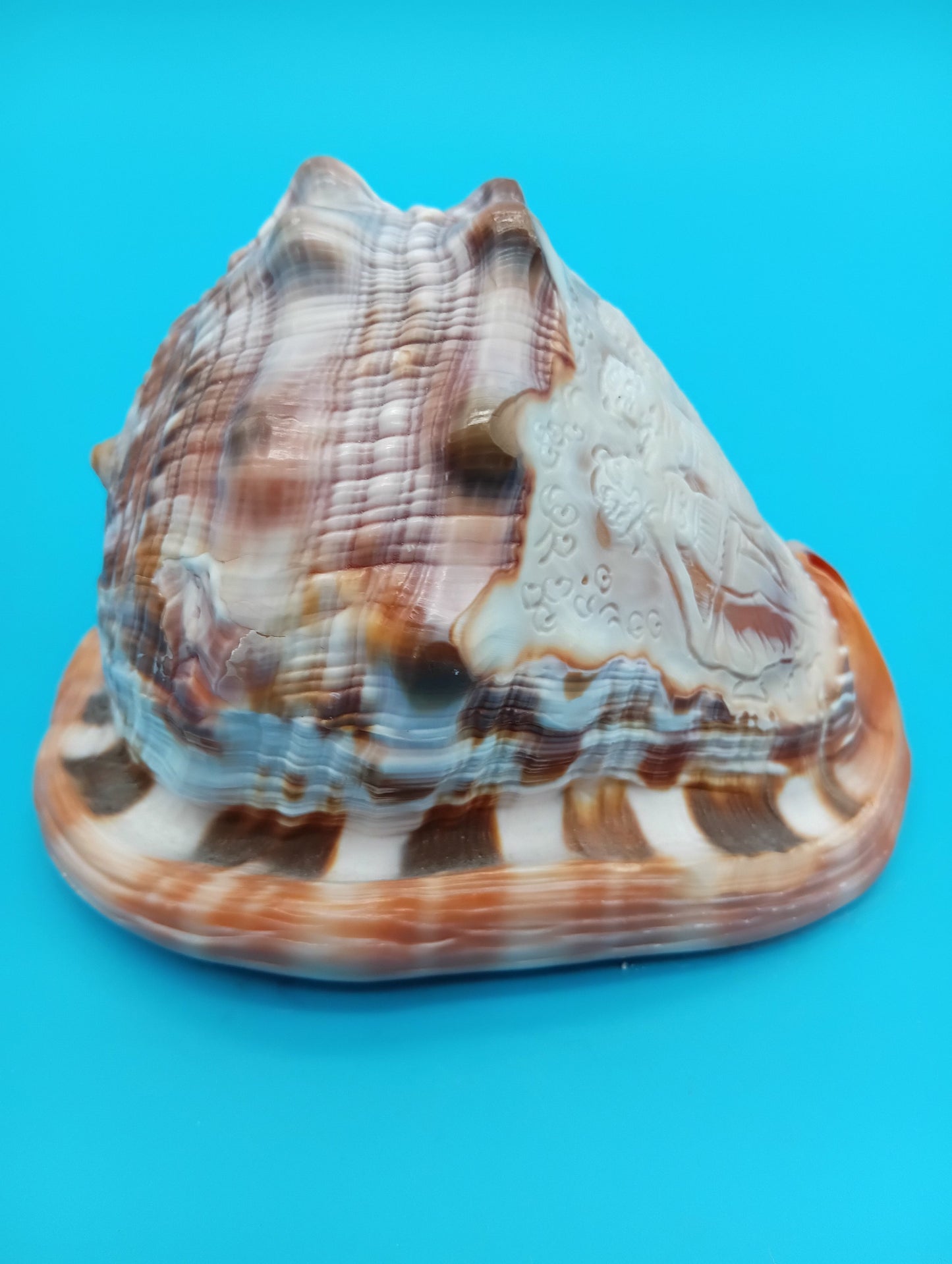 Signed Carved Cameo Three Graces Shell 4.7" – Premium Coastal Decor Accent