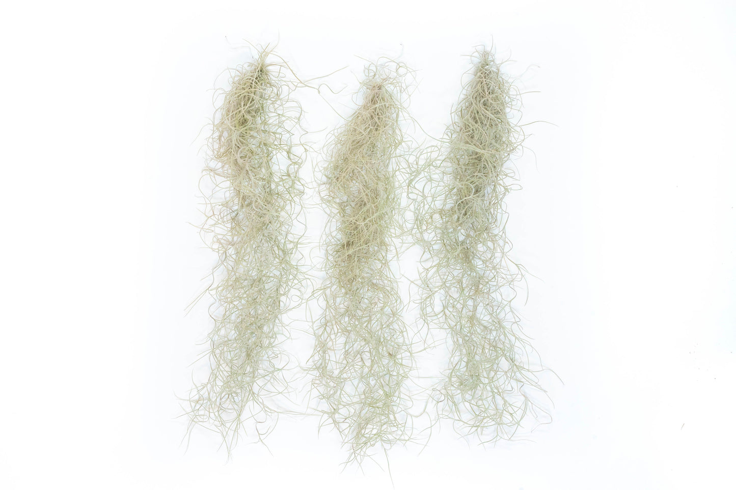 Tillandsia Guatemala Gray Spanish Moss - 1 Foot Clumps - Set of 3 or 6 Strands