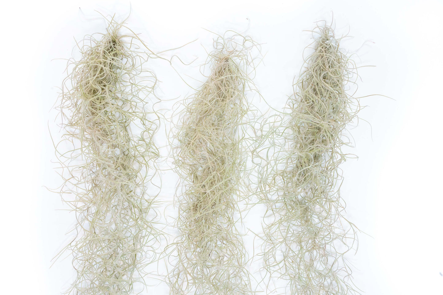 Tillandsia Guatemala Gray Spanish Moss - 1 Foot Clumps - Set of 3 or 6 Strands