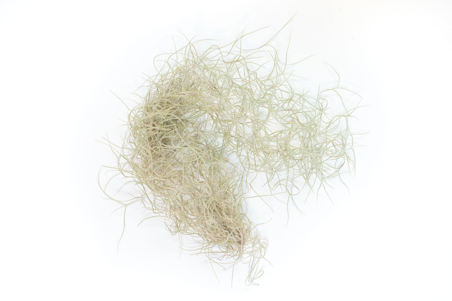 Tillandsia Guatemala Gray Spanish Moss - 1 Foot Clumps - Set of 3 or 6 Strands