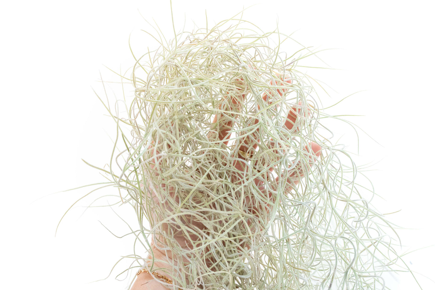 Tillandsia Guatemala Gray Spanish Moss - 1 Foot Clumps - Set of 3 or 6 Strands