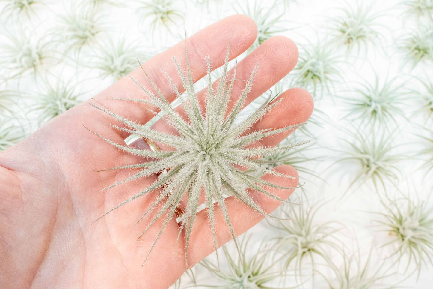 Tillandsia Tectorum Ecuador Air Plants - Set of 3, 6 or 9