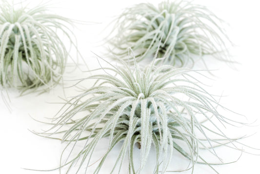 Tillandsia Tectorum Ecuador Air Plants - Set of 3, 6 or 9