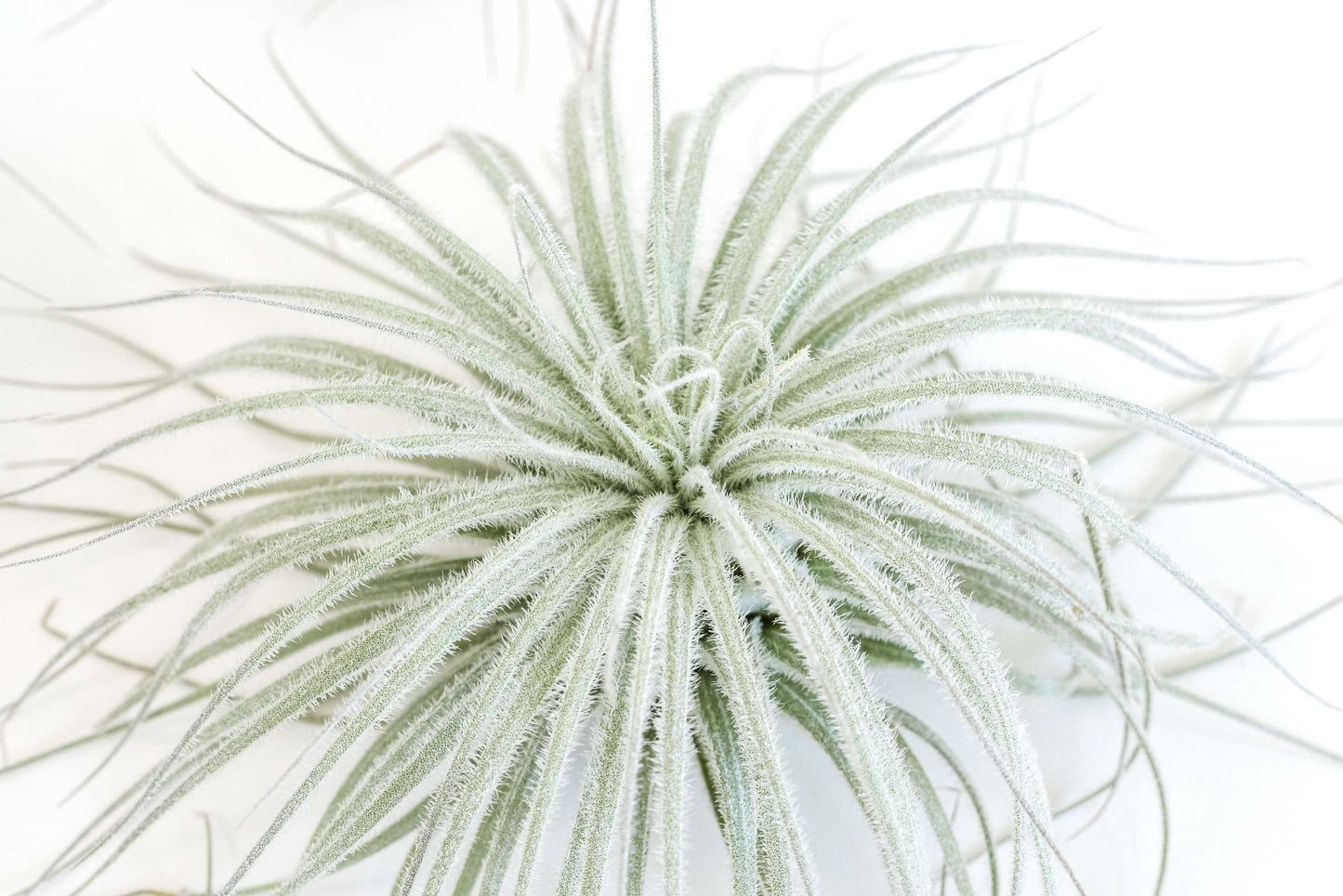 Tillandsia Tectorum Ecuador Air Plants - Set of 3, 6 or 9