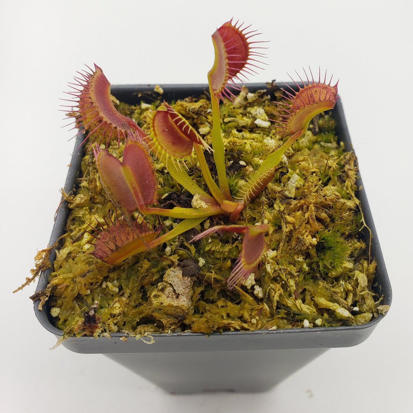 Venus Flytrap (Dionaea muscipula) 'Kayan' – Rare Carnivorous Plant Cultivar | Live Plant