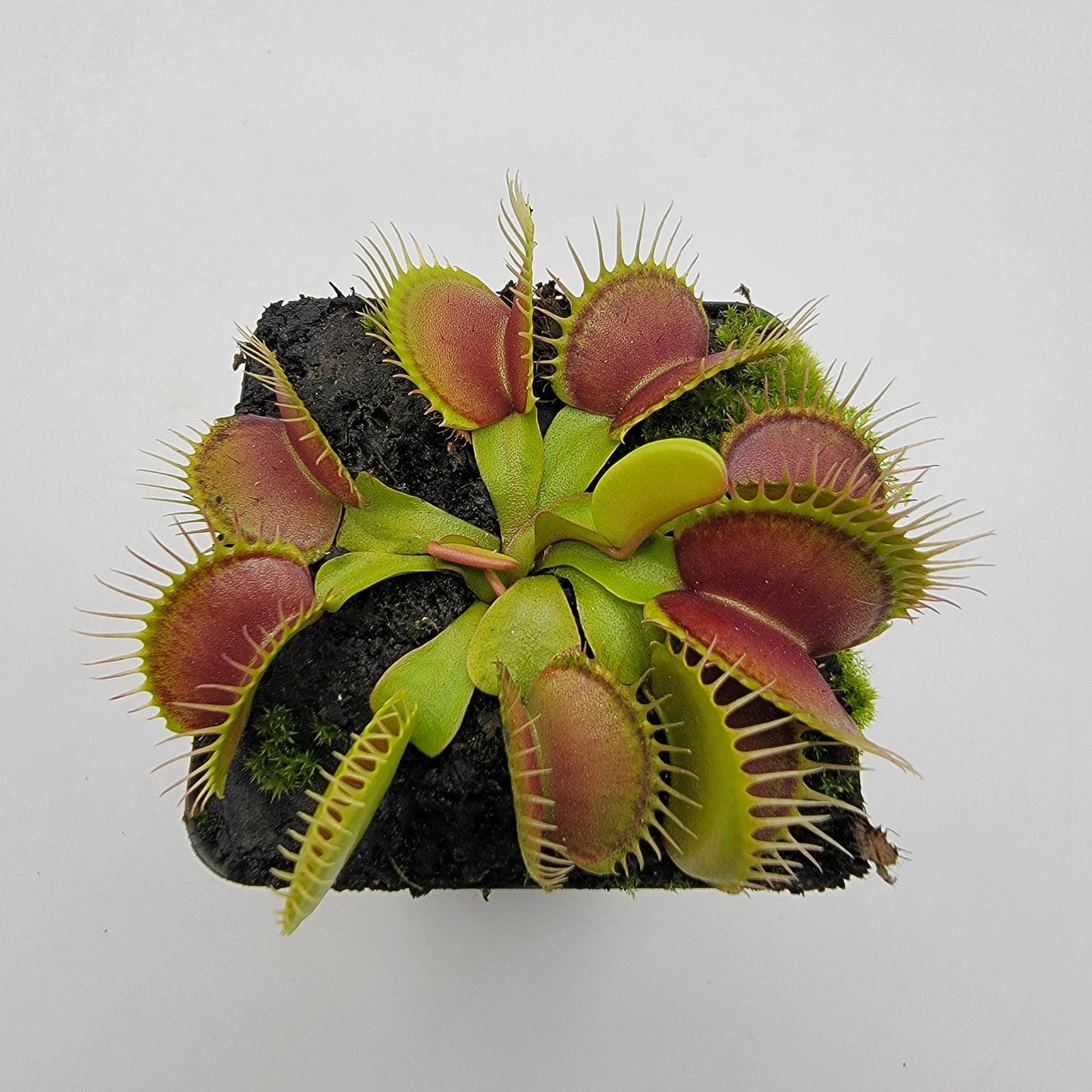 Venus Flytrap (Dionaea muscipula) 'Southwest Giant' – Large Carnivorous Plant Cultivar | Live Plant