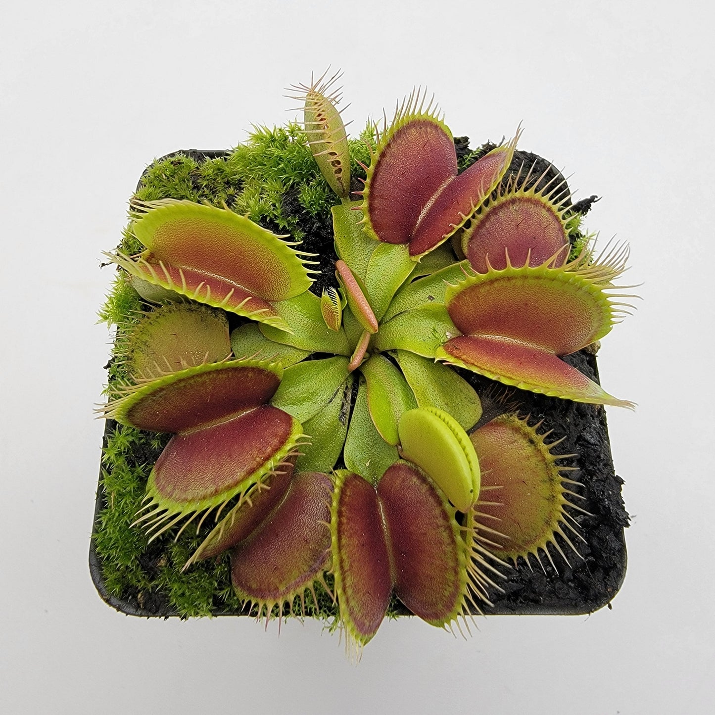 Venus Flytrap (Dionaea muscipula) 'Southwest Giant' – Large Carnivorous Plant Cultivar | Live Plant
