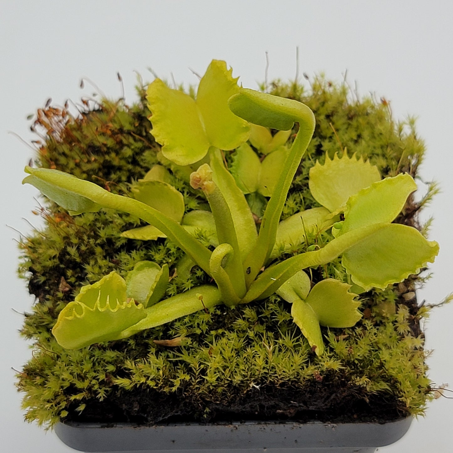 Venus Flytrap (Dionaea muscipula) 'Werewolf' – Rare Carnivorous Plant Cultivar | Live Plant