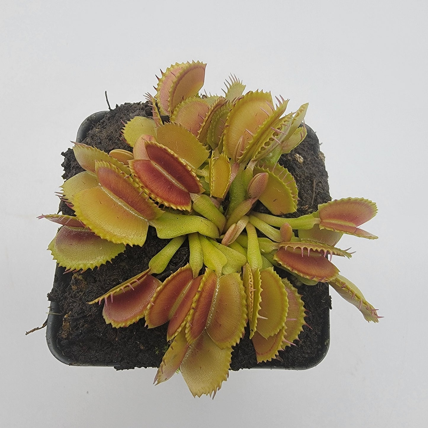 Venus flytrap (Dionaea muscipula) 'Belzebùb'