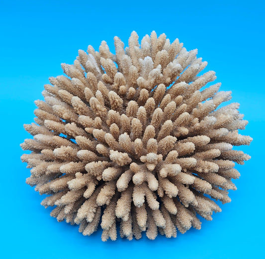 Vintage Table Coral – Acropora hyacinthus – Natural 10"