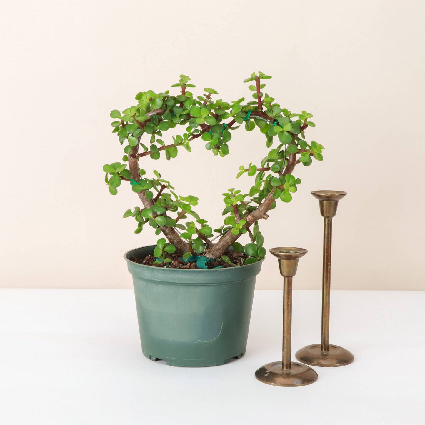 Jade Heart Bonsai