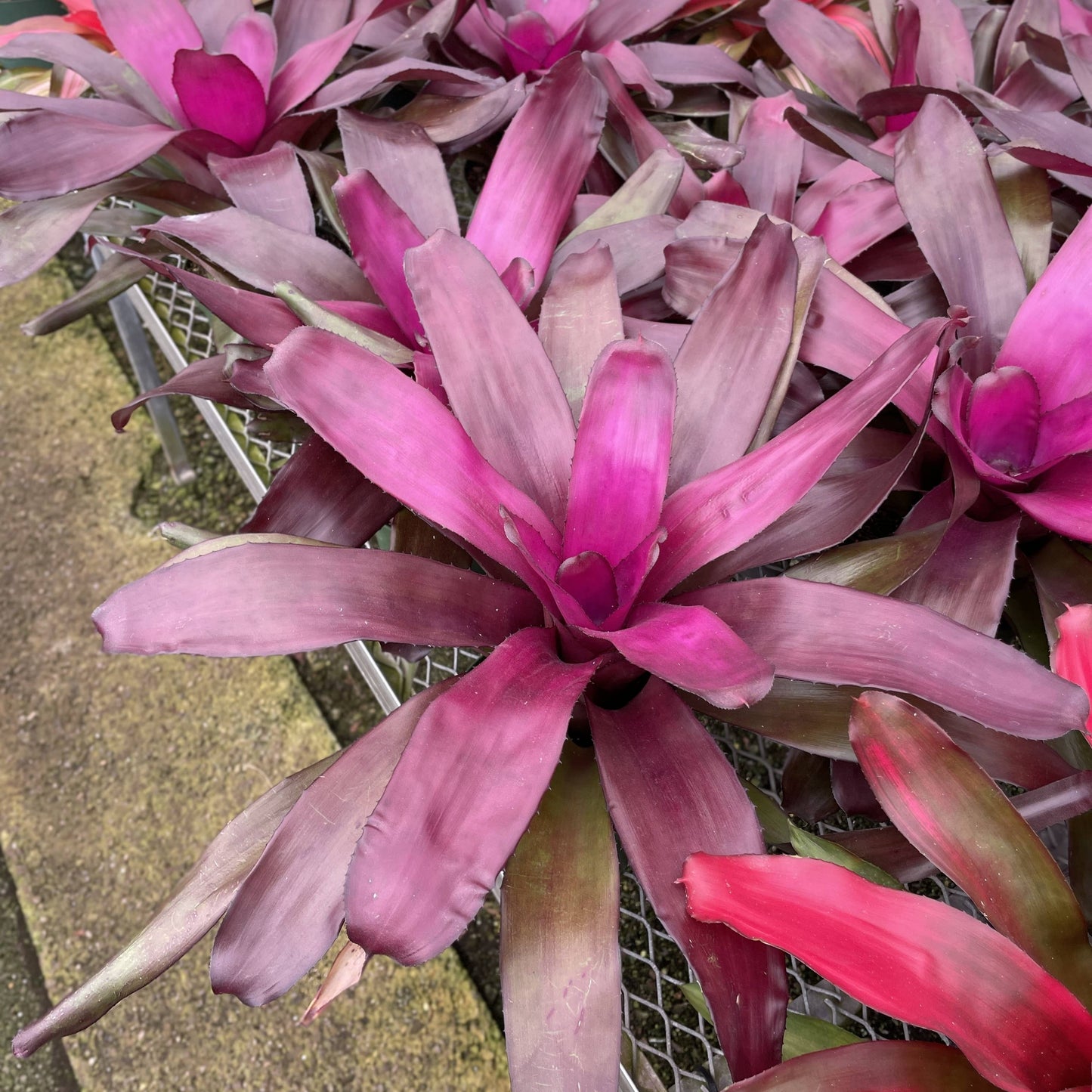 Bromeliad Neoregelia 'Neos' - Live Plant - Assorted
