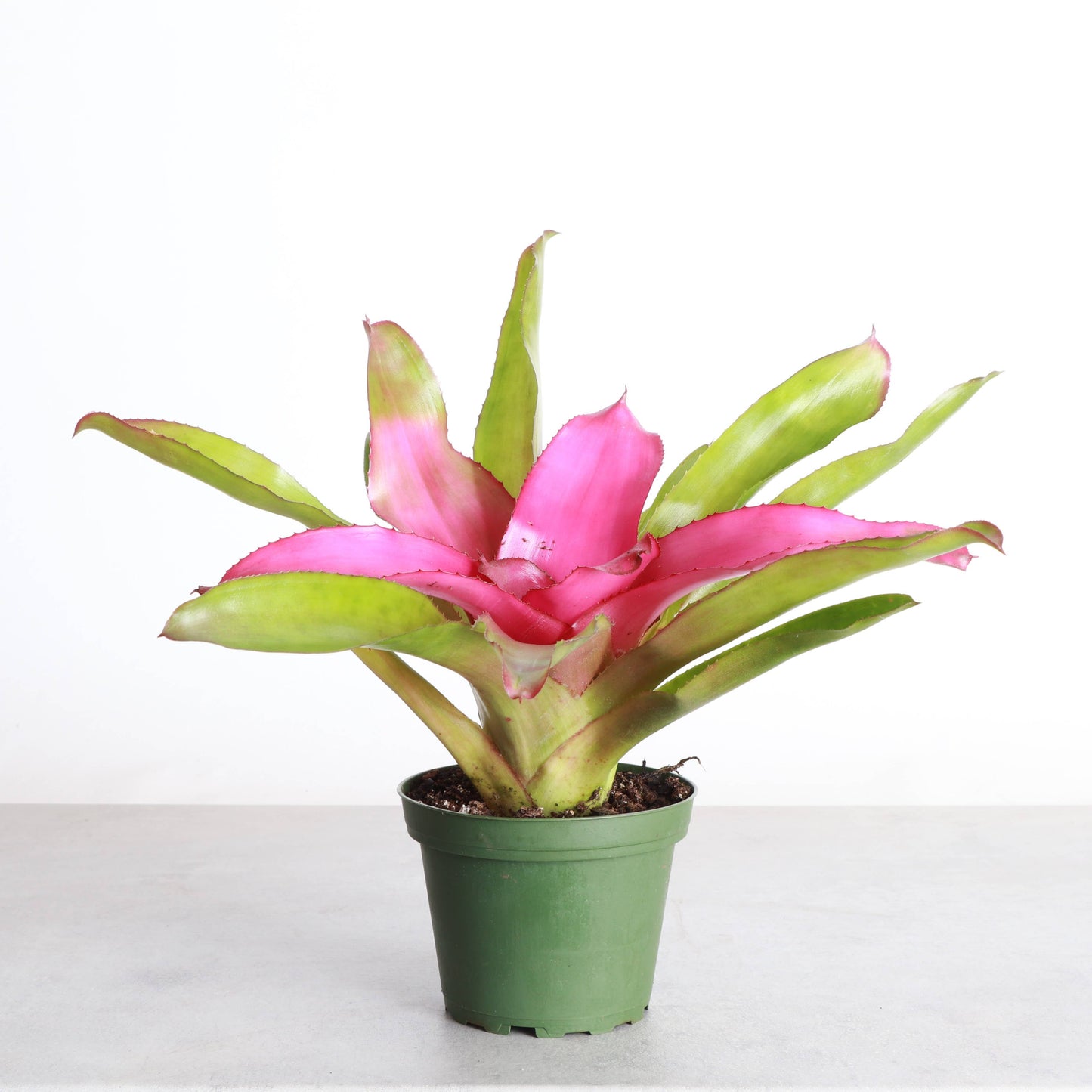 Bromeliad Neoregelia 'Neos' - Live Plant - Assorted