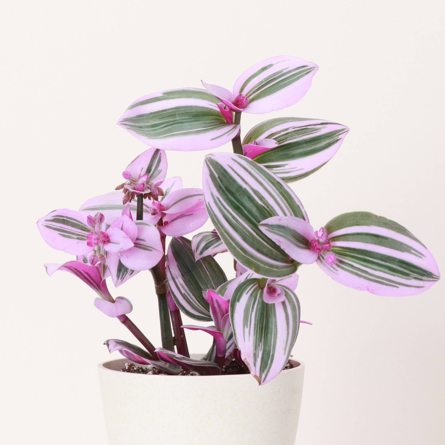 Tradescantia 'Nanouk'