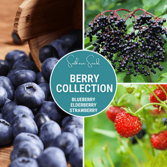 Berry Seed Collection (Elderberry • Blueberry • Strawberry)