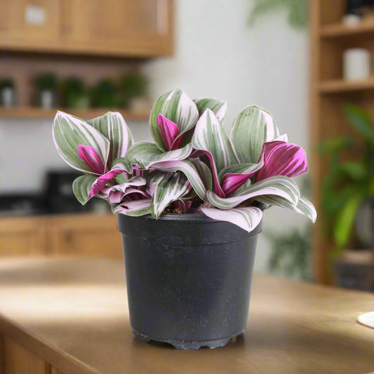 Tradescantia ‘Nanouk’ – Rare Pink Wandering Jew | 4” to 6” Live Plant