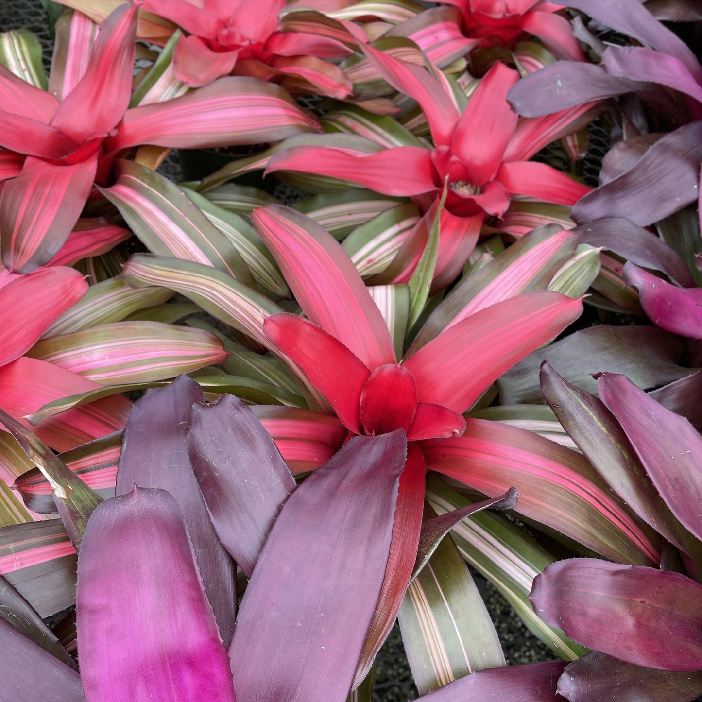 Bromeliad Neoregelia 'Neos' - Live Plant - Assorted